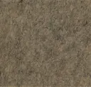 260_camel