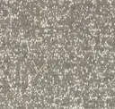 Grey Fox
