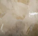Tortora