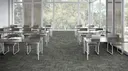 Eucalyptus