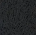 Black Bird