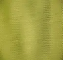 Gecko