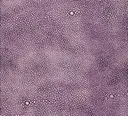 Deep Lavendar