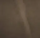 Gator
