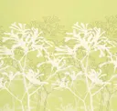 Eucalyptus