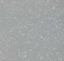 Tern
