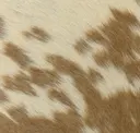 Light Brown White