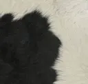 Black White