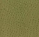 Alfalfa
