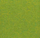 Wild Lime