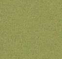 Grasshopper