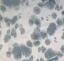 Uranus