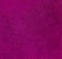 Lilac Rose