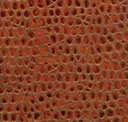 Vermillion Orange
