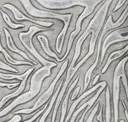 Heron Plume