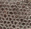 Ivory Coco Silver