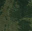 Verdant