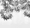 Black And White Forest