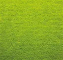 Grass