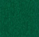 Alligator