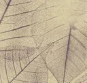 Lvs003