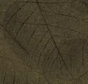 Lvs004