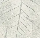 Lvs007