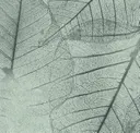 Lvs008