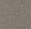 Evening Orchid