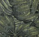 Kale