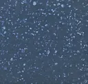 Navy Speckle