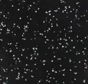 Starry Night