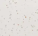 Snowstorm