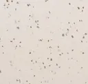Linen