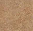 Shitake