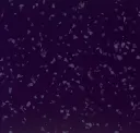 Aubergine