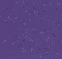 Grape