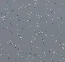 Steel