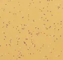Banana Candy