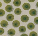 Endive