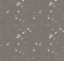 Dark Mocha