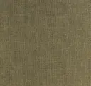 Alligator