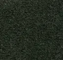 Pine Forest