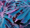 Cerulean