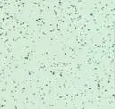 Stone White Quartz