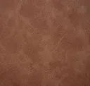 Bison