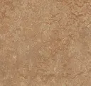 Shitake