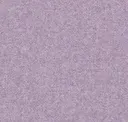 Aster