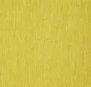 Parrot