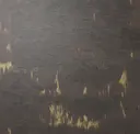Noho